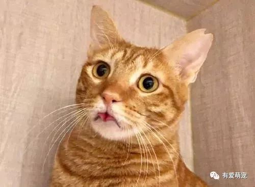 黑猫撑懒腰时一屁股顶到了橘猫的嘴