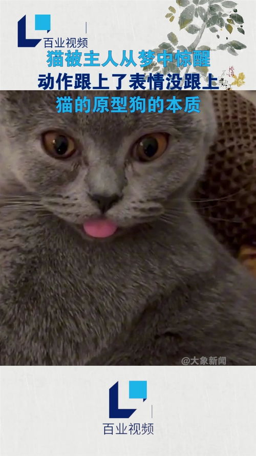 猫被主人从梦中惊醒,动作跟上了表情没跟上,猫的原型狗的本质