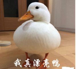 王思聪买鸭子表情包下载鸭子表情包v1.0最新版软件下载