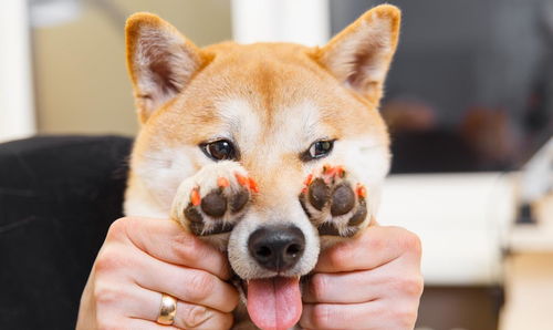 柴犬的4大优点,我养我代言,这些优点你家狗狗也有吗