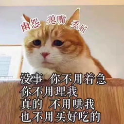 最近很火的猫咪表情包