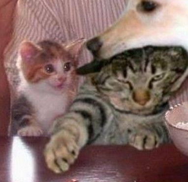 猫咪被狗狗咬住头,挣扎还是无济于事,一旁的小猫却看的很开心