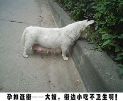 搞笑动物表情包配音偿命