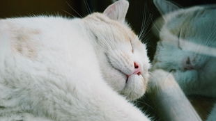 对于666一根逗猫棒足以