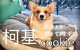 柯基起床气表情包固执鬼哔哩哔哩干杯bilibili