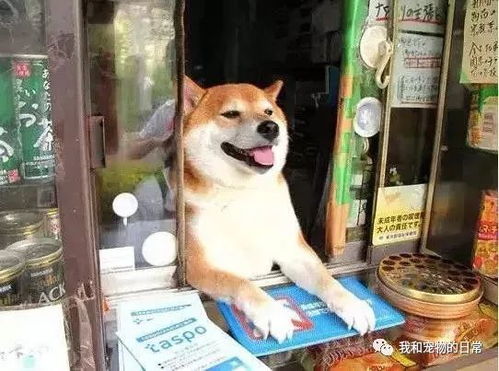 主人让哈士奇来看店,二哈用实际行动证明我们不一样