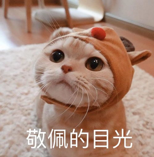 吸脂隆胸变性,顶流小花竟然是靠这爆红的
