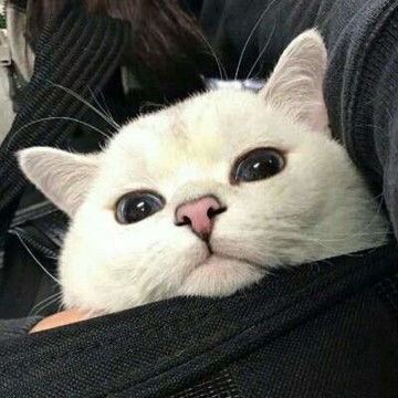 2021年可爱猫咪微信头像