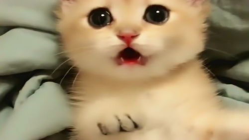 小姐姐和小奶猫的日常,猫咪一脸无语的表情,太可爱了