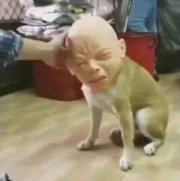 哈皮狗表情包癌细胞