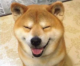 柴犬哈士奇自拍表情包北登