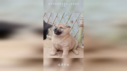 小黄狗表情包全集小肥