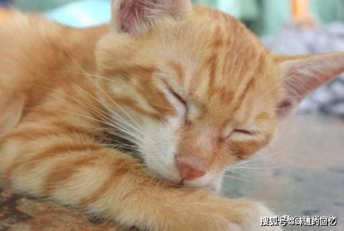 猫咪偷吃柚子被酸到,表情写满了委屈,铲屎官看了都想嘲笑