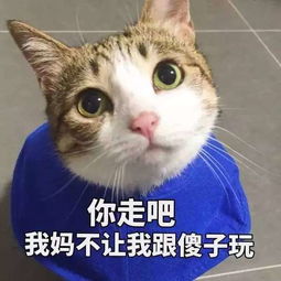 微信猫猫表情包抖音