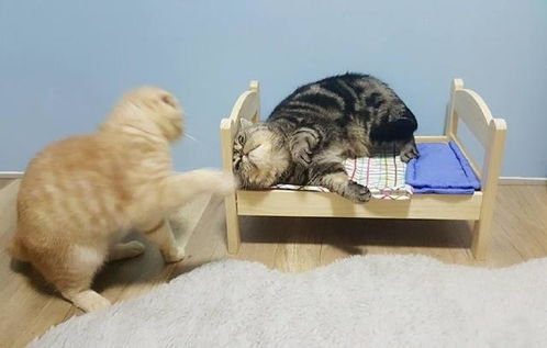 主人给两只猫买一张床,小家伙互撕抢地盘,橘猫的表情全程亮点
