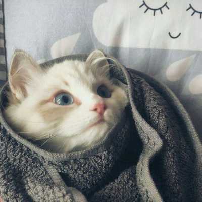 超萌喵星人姐妹头像