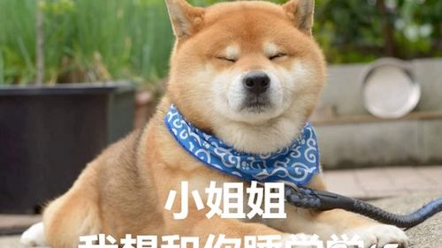 一只七岁的柴犬活成了一个行走的表情包
