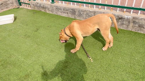 阿龙从狗肉车救下怀孕狼青,猛犬小黄带头上前挑衅,真是勇猛至极