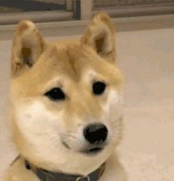 三只狗狗出列,点头的那个给我一个谢谢