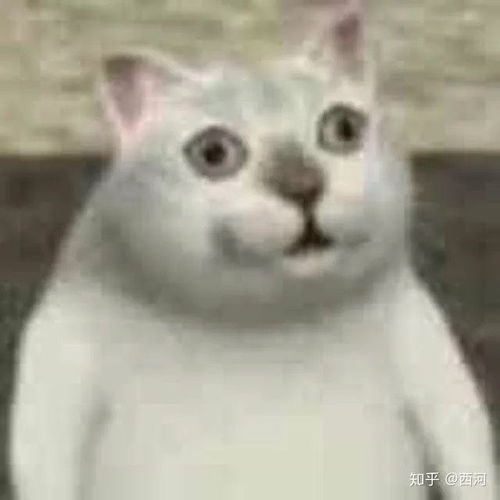 奇怪的表情包增加了mur猫