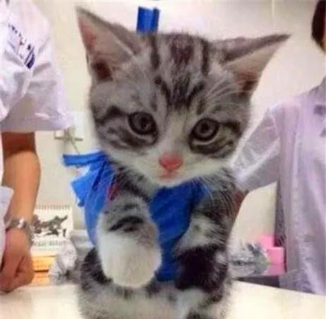 小猫贪玩把爪子弄骨折,医生为其打绷带后,脸上表情萌翻了