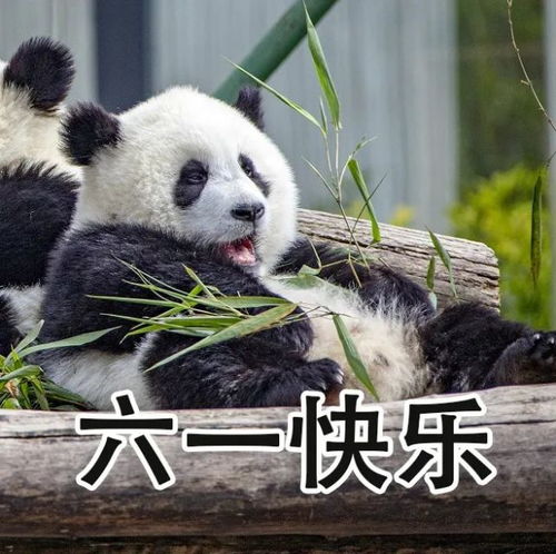 超萌儿童节专属熊猫表情包,速来拿图