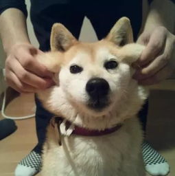 还有比哈士奇二的狗狗,它叫柴犬