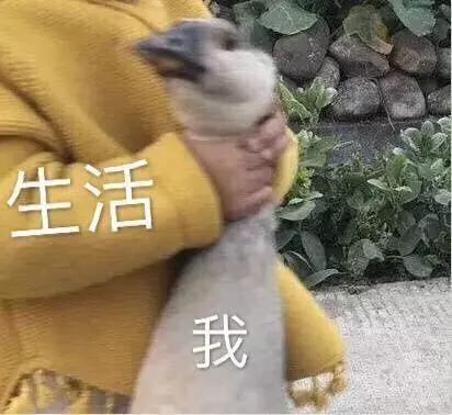 留学生的2020年总结,都在这些表情包里了