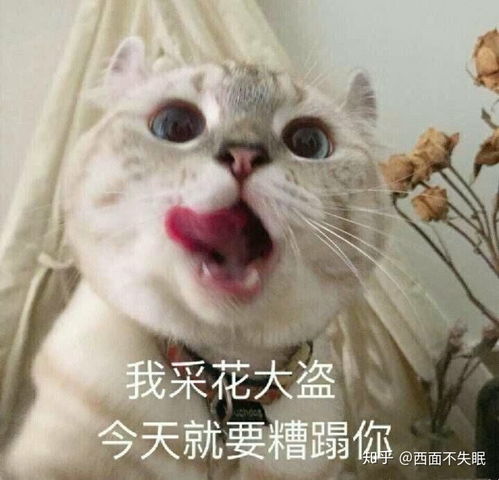 有人吗表情包可爱头像