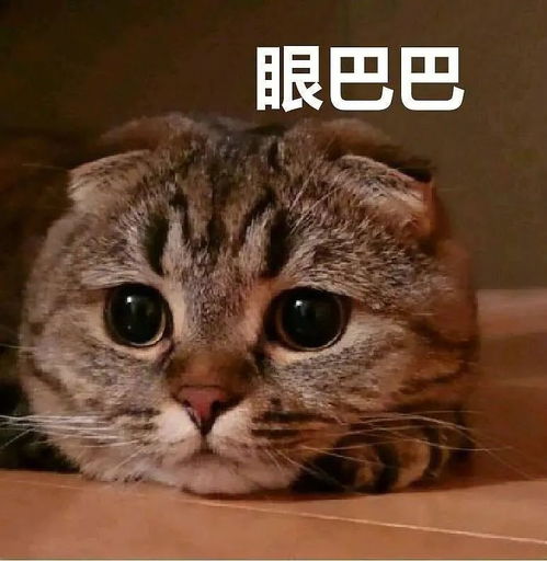 我的猫一定很爱我