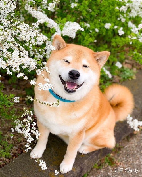 柴犬wink表情包眨眼睛