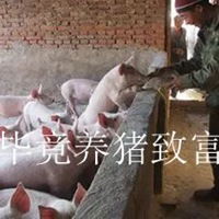 毕竟养猪致富表情包