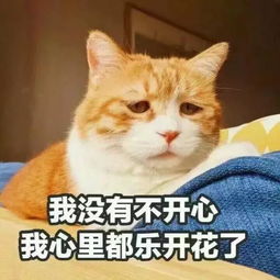 有些猫看起来很社会,但其实是个小可爱