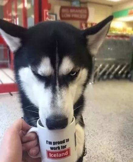 柴犬哈士奇自拍表情包汪界