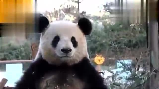 当大熊猫看到有人偷拍它,高冷的表情好可爱