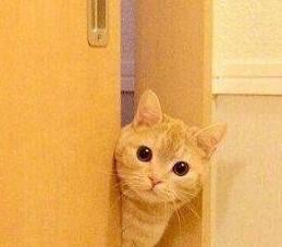 喜欢偷窥主人的橘猫,简直是行走的表情包啊