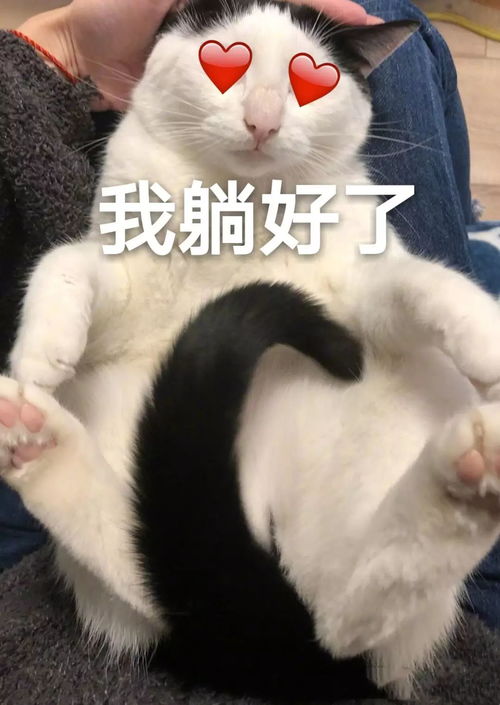 没有这组表情包的女孩,只能说你是个假粉丝
