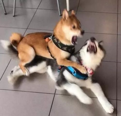 柴犬哈士奇自拍表情包打架