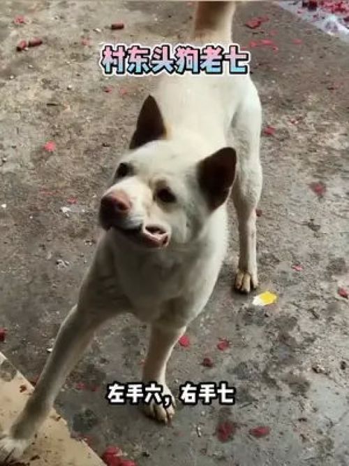 恶搞配音爆笑动物激萌动物动物集锦家养宠物中华田园犬恶搞字幕哈士奇金毛