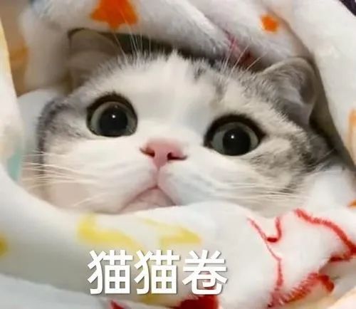 e句话看天下e姐请大家看神奇动物邓布利多之谜啦