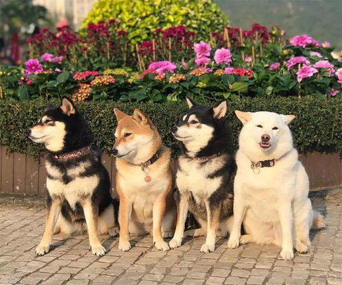 就你表情多白色柴犬因为总在拍照时搞怪,火遍了网络