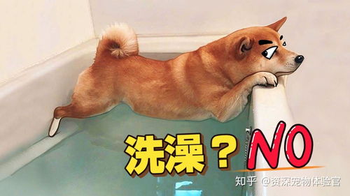 哈皮狗表情包洗澡