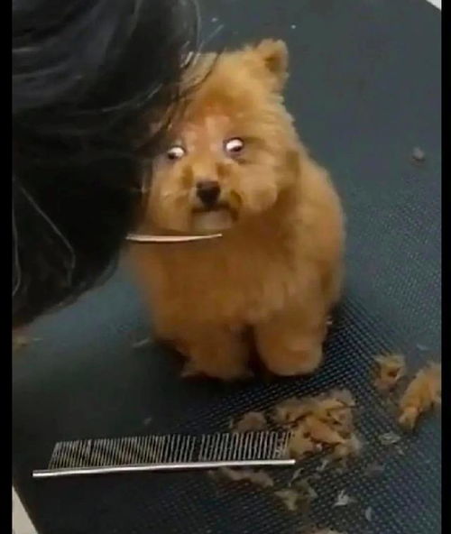 带狗狗去剪毛发,它的小眼神一直盯着剪刀太出戏了小心一点