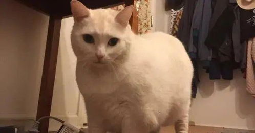 手误把猫咪梗图当作业传给教授,却意外获得圆满局面