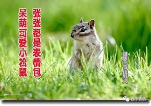 呆萌可爱小松鼠张张都是表情包