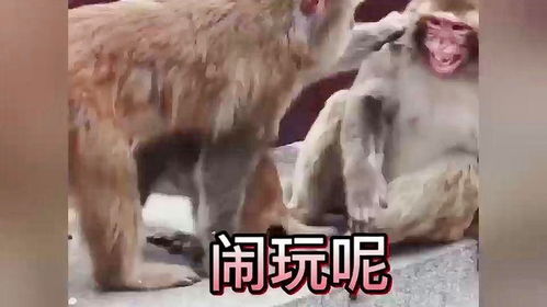 盘点那些神级配音搞笑视频沙雕动物迷惑行为大赏