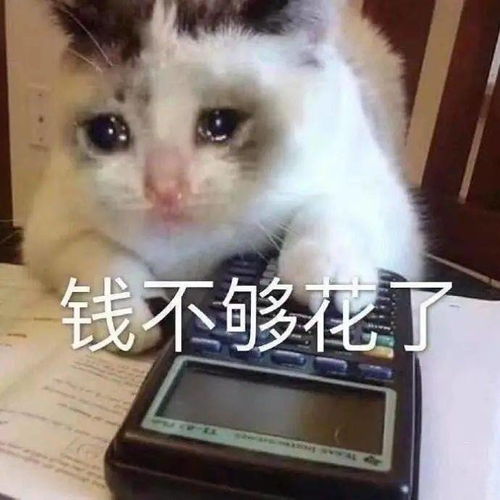猫咪陪睡招工丨111期喵表情