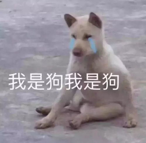 爸妈养的二哈为什么不拆家知道原因后很心疼狗砸
