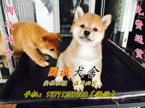 东莞出售纯种日系柴犬东莞哪里卖日系柴犬