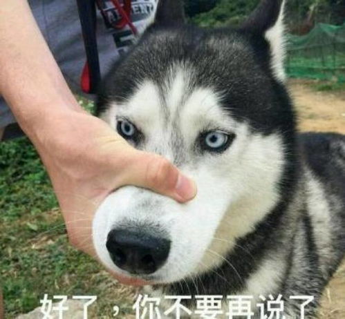 把心扔地上的表情包阿鲁